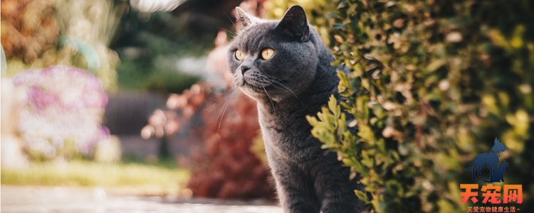 英国短毛猫发情期在几月份 了解猫的发情周期