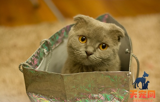 猫角膜溃疡 如何正确治疗护理