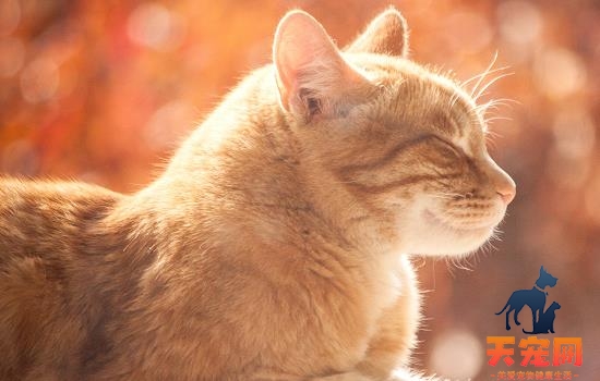 橘猫能长到多少斤