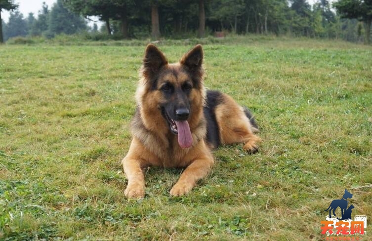 为什么德国牧羊犬老是在蹭屁股，导致狗狗蹭屁股的原因?