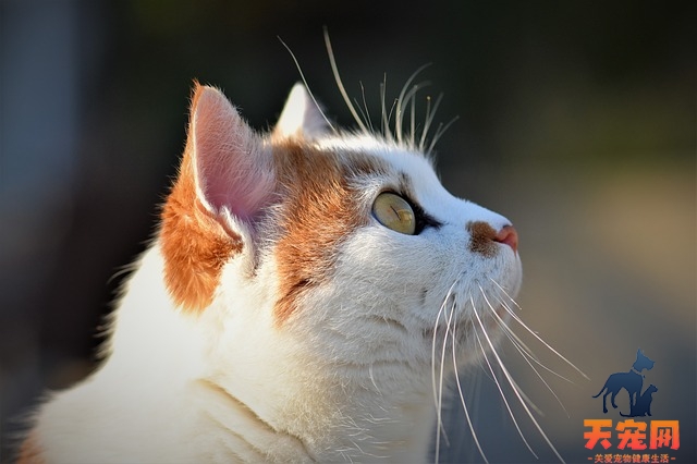 猫晚上叫是因为什么原因