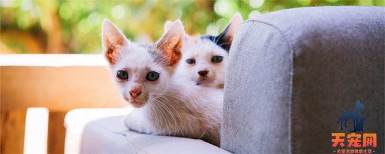 两只小猫一起养不亲人 俩猫在一起就没人什么事了