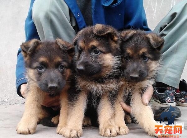 断奶后的德国牧羊犬怎么养