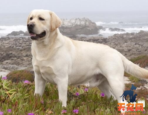 【拉布拉多猎犬百科】拉布拉多性格及外貌特征