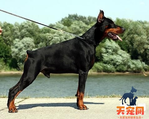【杜宾犬档案】纯种杜宾犬图片|杜宾犬标准