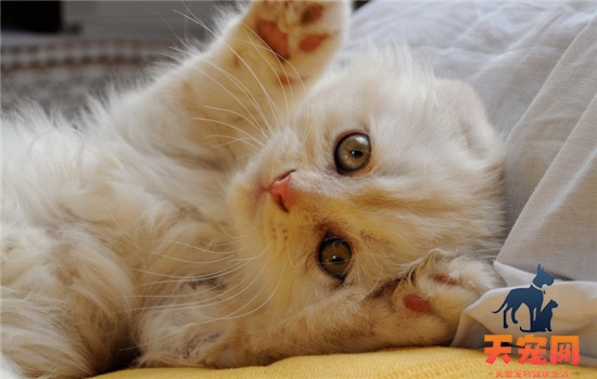 猫吃营养膏有什么用 营养膏的名字就是它的作用