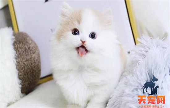 ​猫除了吃猫粮还能吃什么
