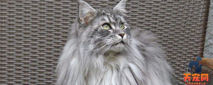 猫甲状腺亢进什么反应 尤其警惕老年猫突然精神抖擞
