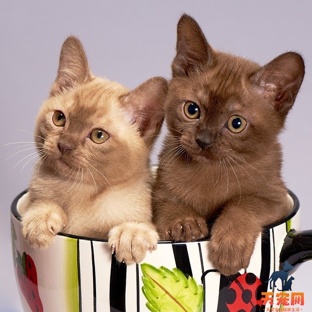 猫膀胱破裂什么症状会发烧吗
