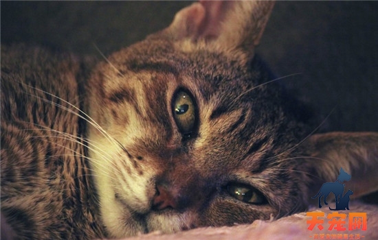 猫为什么会抑郁 导致猫咪抑郁的原因有什么