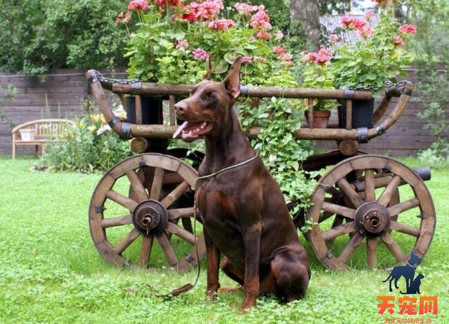 有着贵公子气质的杜宾犬都有哪些性格特点呢？