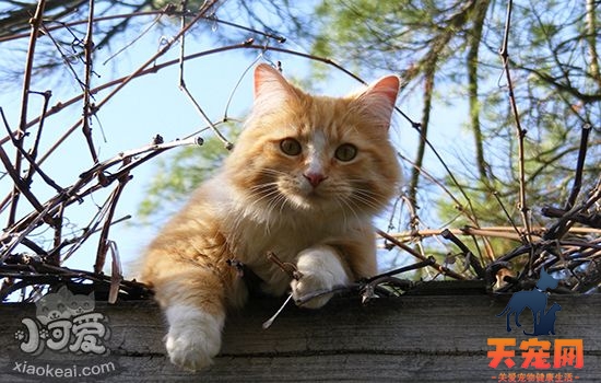 猫咪驱虫怎么做 猫咪驱虫实用手册