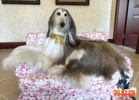 阿富汗猎犬好养吗，阿富汗犬日常喂养技巧
