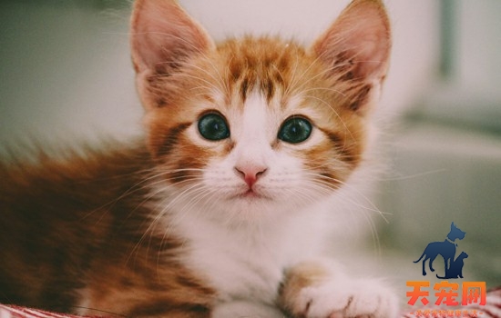 猫胰腺炎是怎么引起的 猫咪胰腺炎的症状