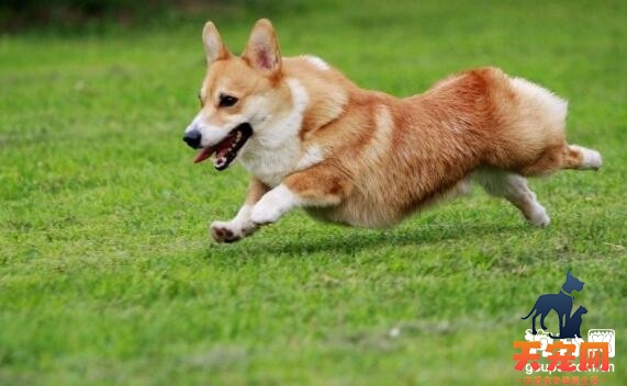 柯基犬每天运动多长时间比较好
