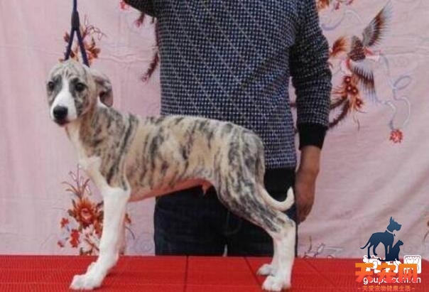 怎么给格力犬驱虫，格力犬驱虫的正确方法