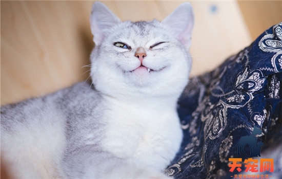 猫可以用人的红霉素眼膏吗 猫可以用人的红霉素眼药膏吗