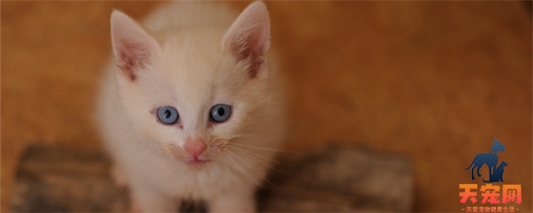 4个月的猫咪发育标准 猫咪发育受多种因素影响