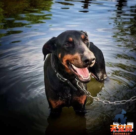 夏天带杜宾犬出门游泳需要注意哪些事情?