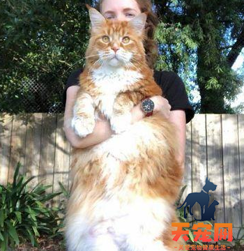 橘猫为什么叫橘猪 胖得难以置信