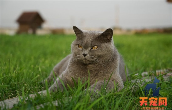 英短母猫能长多少斤