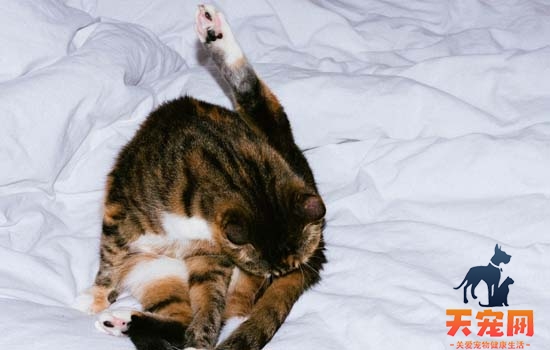暹罗猫为什么喜欢和人睡 答案也太暖心了吧！暹罗猫为什么喜欢和人睡 答案也太暖心了吧！暹罗猫为什么喜欢和人睡