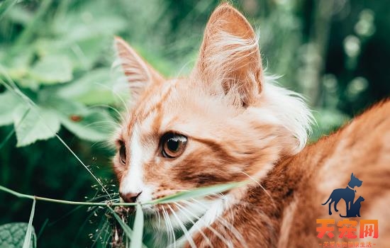 猫是色盲嘛