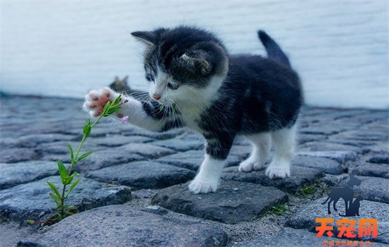 猫咪能喝温水吗