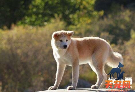 秋田犬的基本家庭训练方法