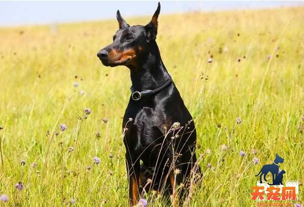 夏季怎么增加杜宾犬的食欲