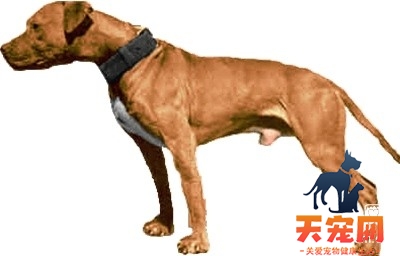 【比特犬档案】纯种比特犬图片|比特犬标准