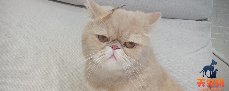 如何判断加菲猫鼻支 和感冒症状如何区分？