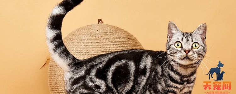 价格1000左右的猫 猫咪的价格是有所不同的，这些可以选择！