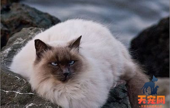 猫咪多久发一次情母猫 ​猫咪多久发一次情公猫