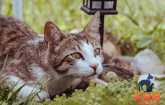 猫咪耳朵流黄水怎么办