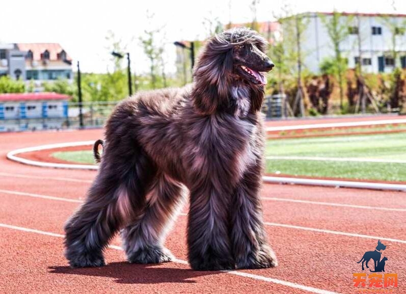 阿富汗猎犬修剪毛发的方法