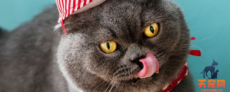 猫咪异食癖补充什么 放任不管可能引发消化道穿孔
