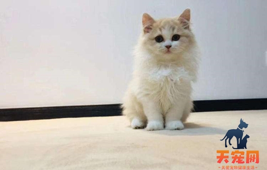 猫肠套叠怎么引起的