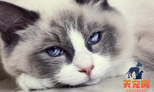 布偶猫有什么遗传病 布偶猫不纯种遗传病