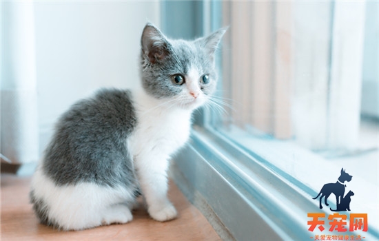猫藓传染给人怎么治 猫藓传染给人怎么办
