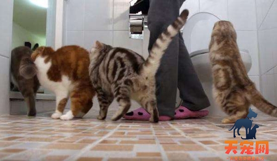 如何训练猫猫上厕所 居家干净猫猫训练方法