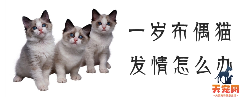 一岁布偶猫发情怎么办
