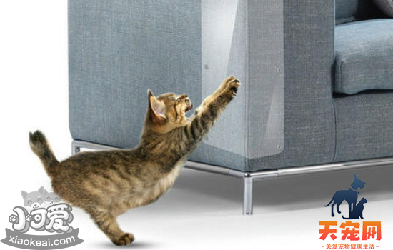 猫喜欢抓家具怎么办 教你找到根本原因