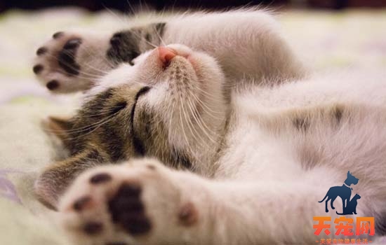 猫晚上可以睡空调房吗