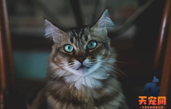 猫咪黄疸会传染给别的猫吗