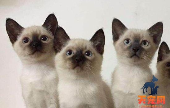 暹罗猫五个月多大 猫猫都是一个月长一斤哦！
