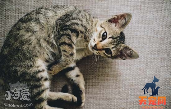 猫咪打喷嚏但是很活泼 猫咪打喷嚏但是很活泼怎么办