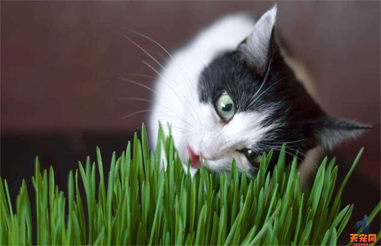 猫多大可以吃化毛膏