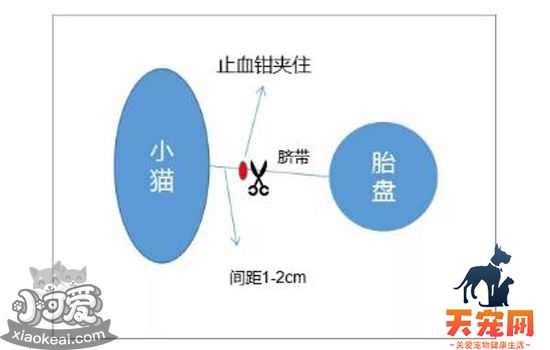 猫剪脐带教程 教你如何接生小猫