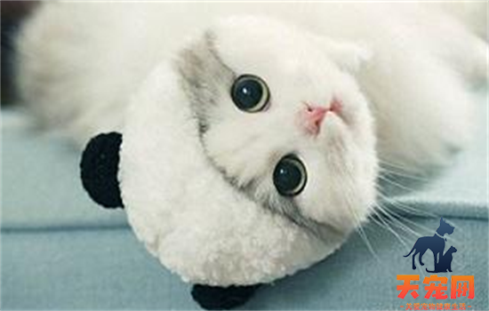 ​猫咪尿床原因和解决办法